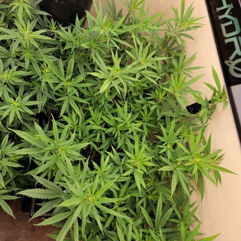Power Plant 1 growlog timeline photo