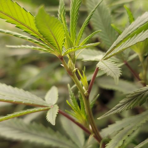 Power Plant 1 growlog timeline photo