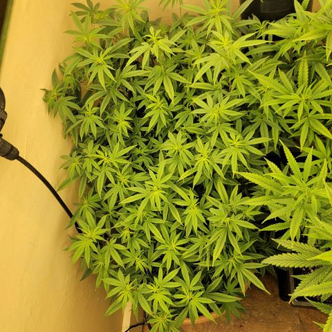 Plural Peach 1 growlog timeline photo