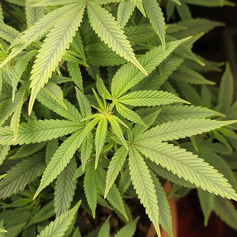Plural Peach 1 growlog timeline photo