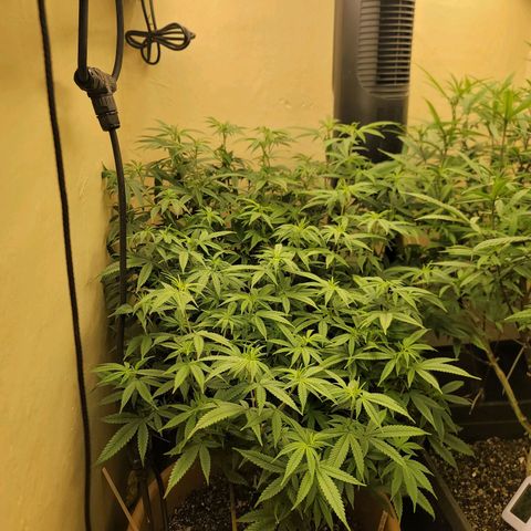 Plural Peach 1 growlog timeline photo