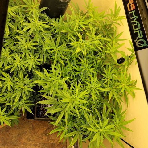 Power Plant 1 growlog timeline photo