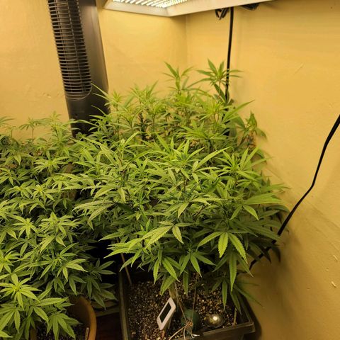 Power Plant 1 growlog timeline photo