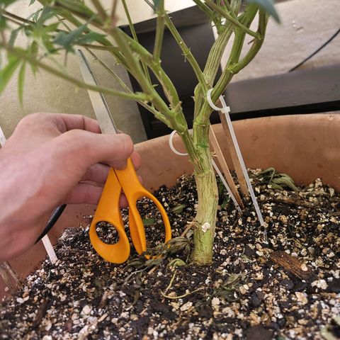 Plural Peach 1 growlog timeline photo