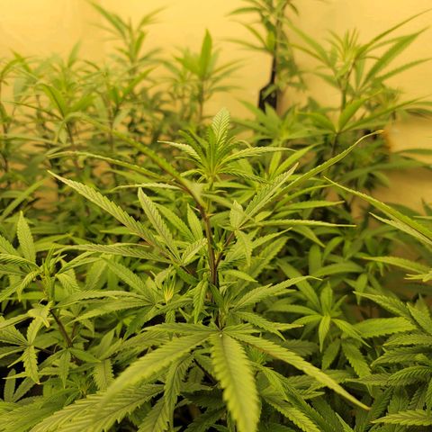 Power Plant 1 growlog timeline photo