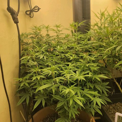 Plural Peach 1 growlog timeline photo