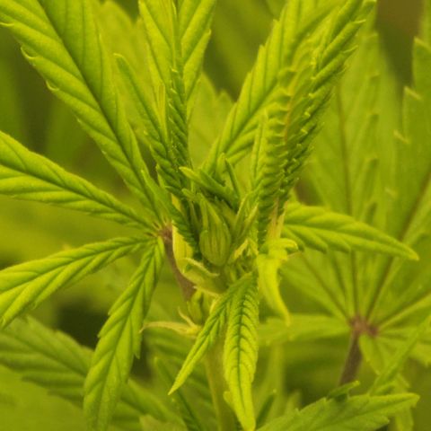 Power Plant 1 growlog timeline photo
