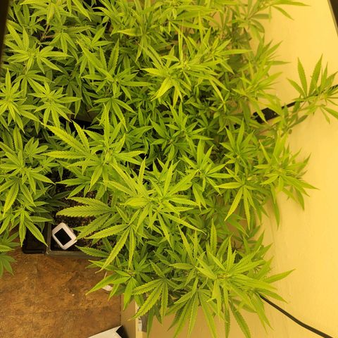 Power Plant 1 growlog timeline photo