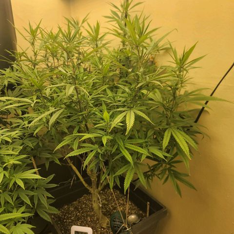 Power Plant 1 growlog timeline photo