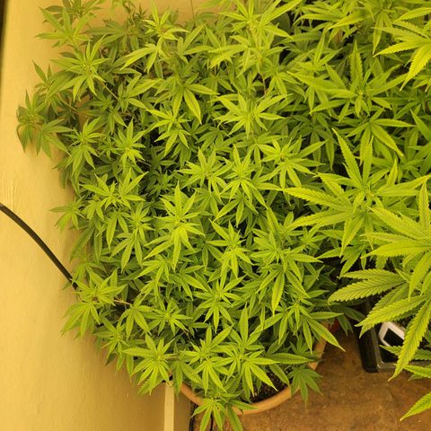 Plural Peach 1 growlog timeline photo