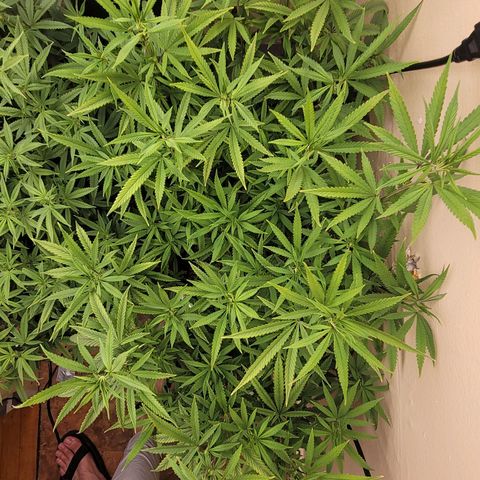 Power Plant 1 growlog timeline photo