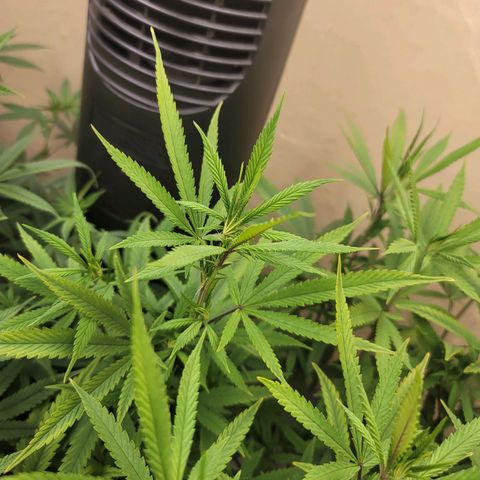 Power Plant 1 growlog timeline photo