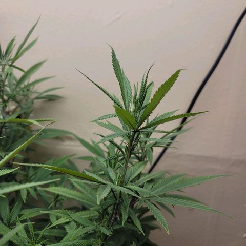 Power Plant 1 growlog timeline photo