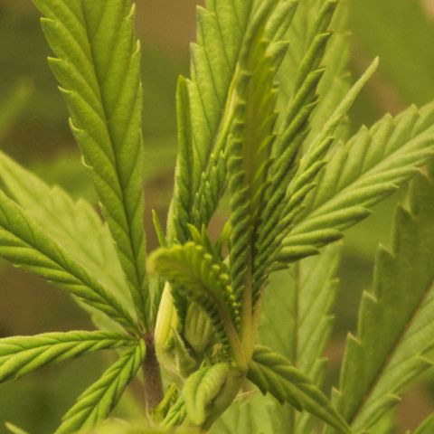 Power Plant 1 growlog timeline photo
