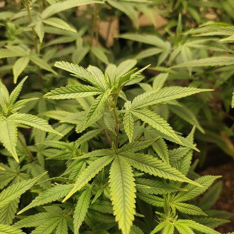 Plural Peach 1 growlog timeline photo