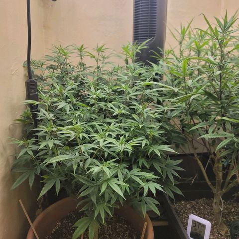 Plural Peach 1 growlog timeline photo