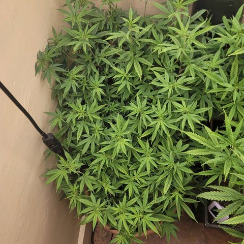 Plural Peach 1 growlog timeline photo