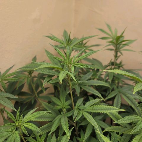 Plural Peach 1 growlog timeline photo