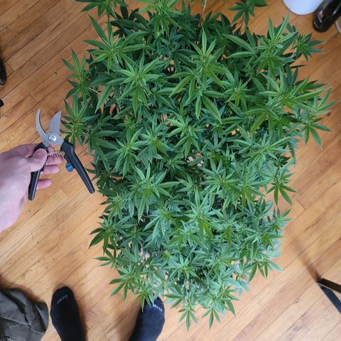 Plural Peach 1 growlog timeline photo