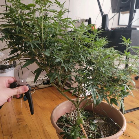 Plural Peach 1 growlog timeline photo
