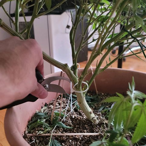 Plural Peach 1 growlog timeline photo