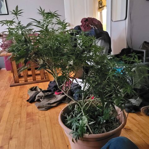 Plural Peach 1 growlog timeline photo