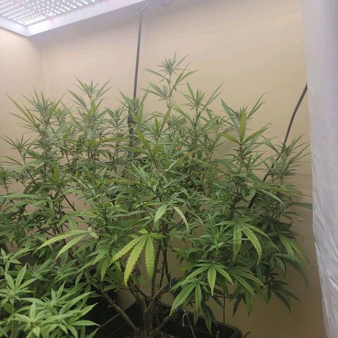 Power Plant 1 growlog timeline photo