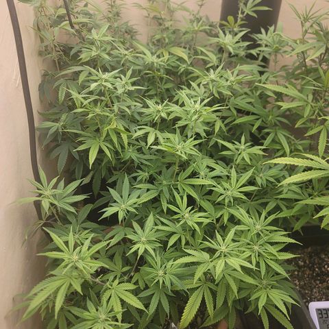 Plural Peach 1 growlog timeline photo