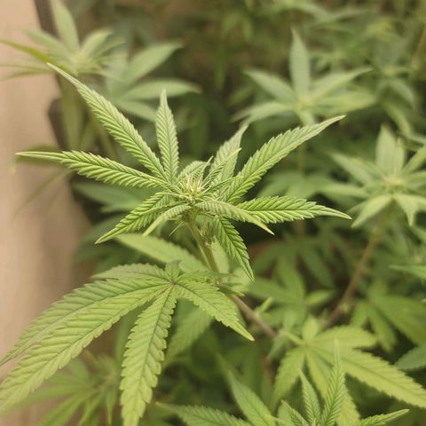 Plural Peach 1 growlog timeline photo