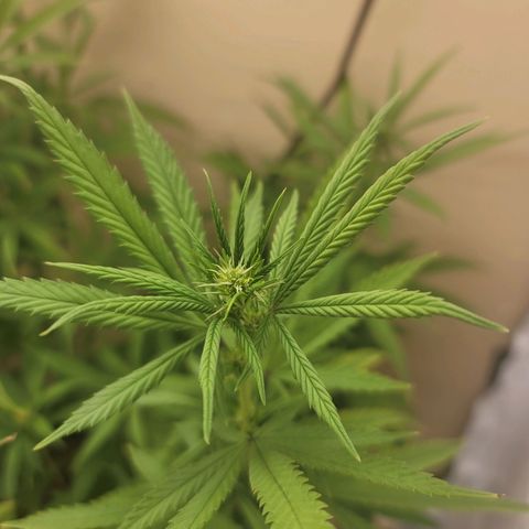 Power Plant 1 growlog timeline photo