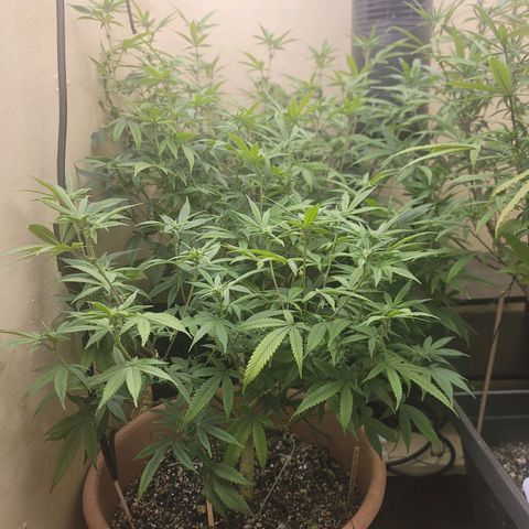 Plural Peach 1 growlog timeline photo