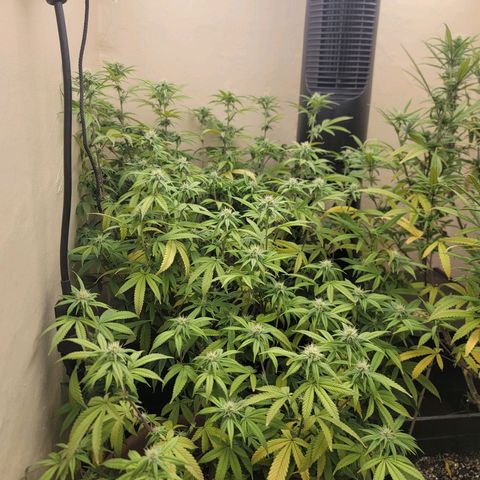 Plural Peach 1 growlog timeline photo