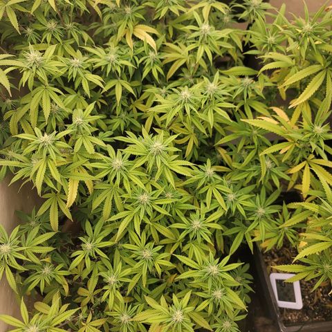 Plural Peach 1 growlog timeline photo