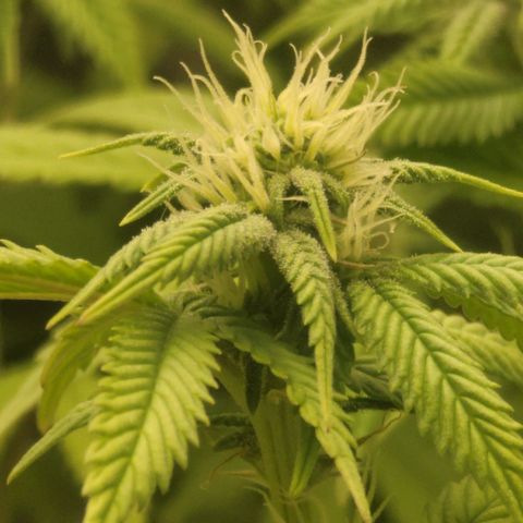 Plural Peach 1 growlog timeline photo