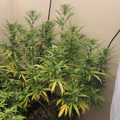 Power Plant 1 growlog timeline photo