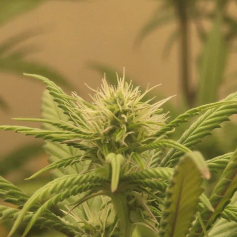 Power Plant 1 growlog timeline photo