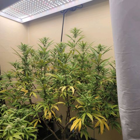 Power Plant 1 growlog timeline photo