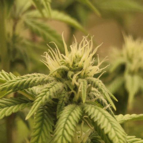 Plural Peach 1 growlog timeline photo