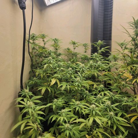 Plural Peach 1 growlog timeline photo