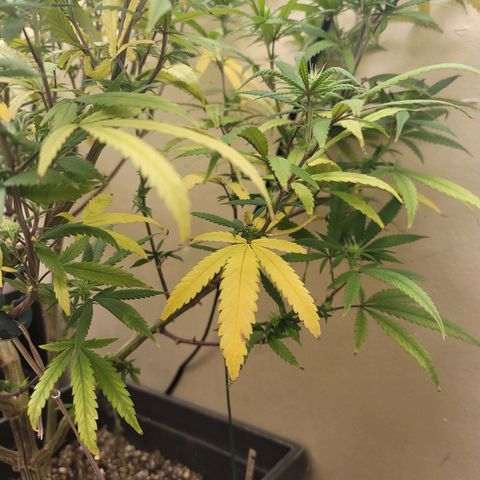 Power Plant 1 growlog timeline photo