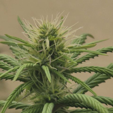 Power Plant 1 growlog timeline photo