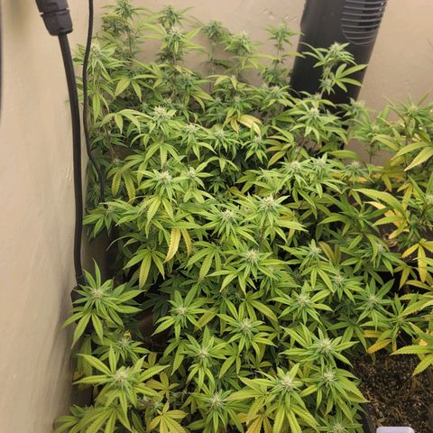 Plural Peach 1 growlog timeline photo