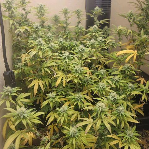 Plural Peach 1 growlog timeline photo