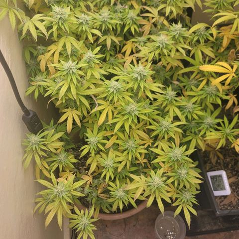 Plural Peach 1 growlog timeline photo