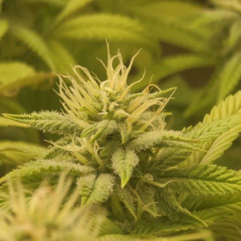 Plural Peach 1 growlog timeline photo