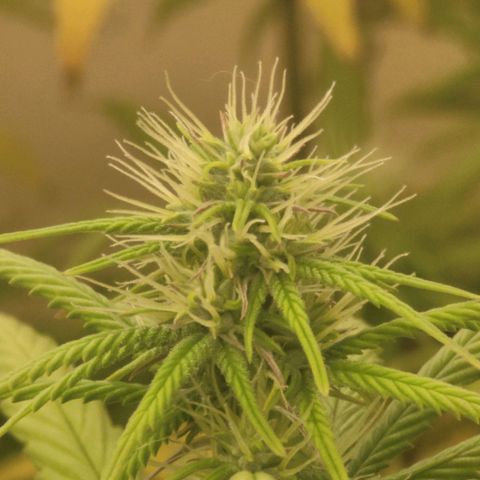 Power Plant 1 growlog timeline photo