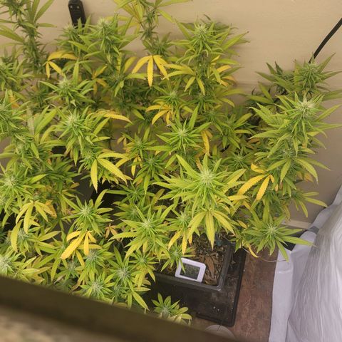 Power Plant 1 growlog timeline photo