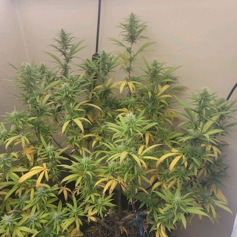 Power Plant 1 growlog timeline photo