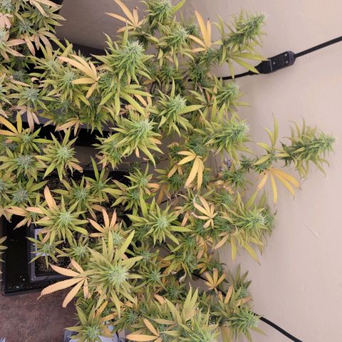 Power Plant 1 growlog timeline photo