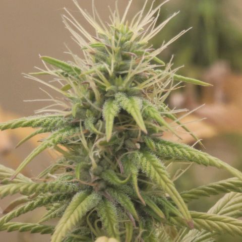Power Plant 1 growlog timeline photo